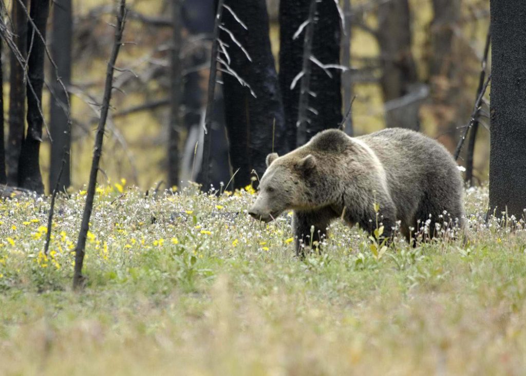 Grizzly walking in flowers